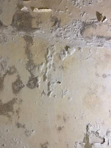 Best Fast Mold Removal  in Valencia West, AZ