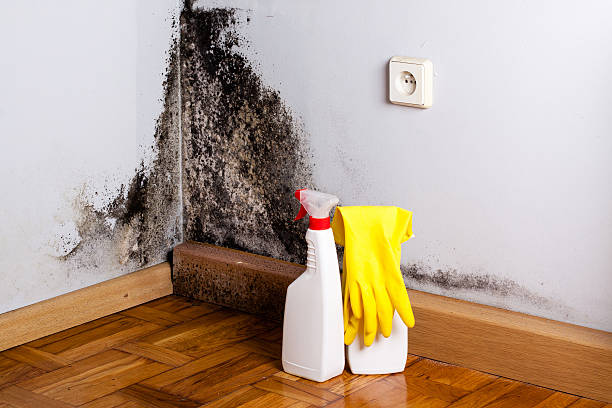 Best Black Mold Removal  in Valencia West, AZ