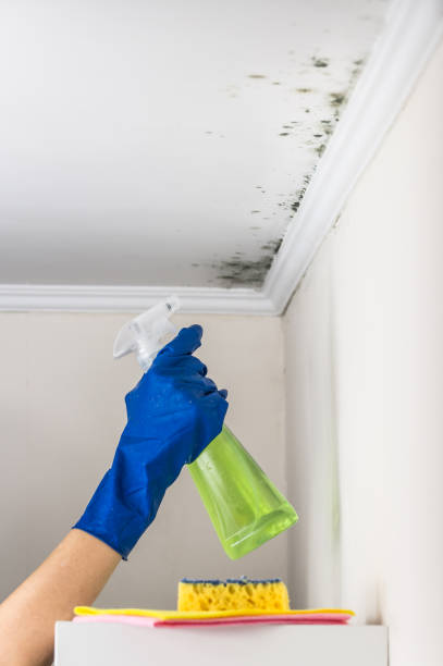 Best Attic Mold Removal  in Valencia West, AZ